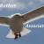 Mouette 2